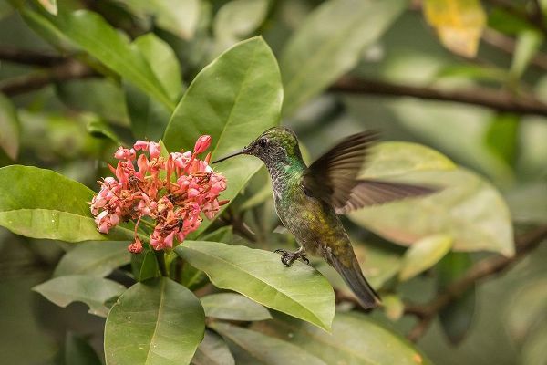 Argentina-Puerto Iguazu-Jardin de los Picaflores Versicolored emerald hummingbird feeding